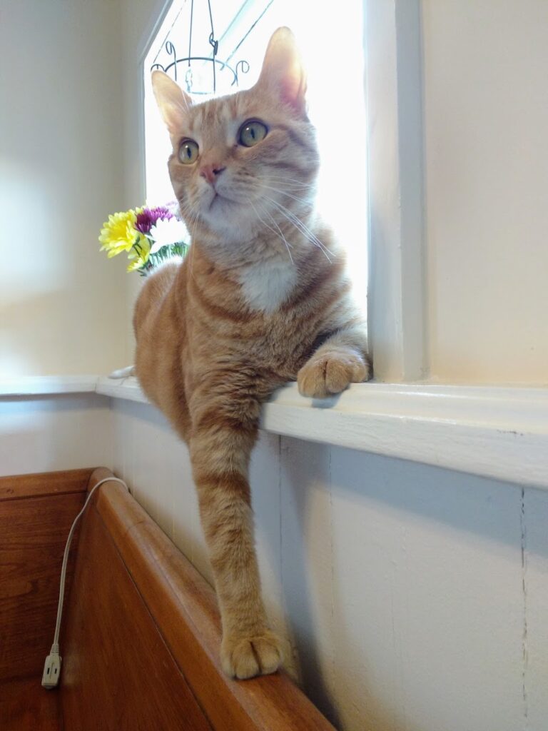 Because a cat’s the only cat who knows where it’s at.