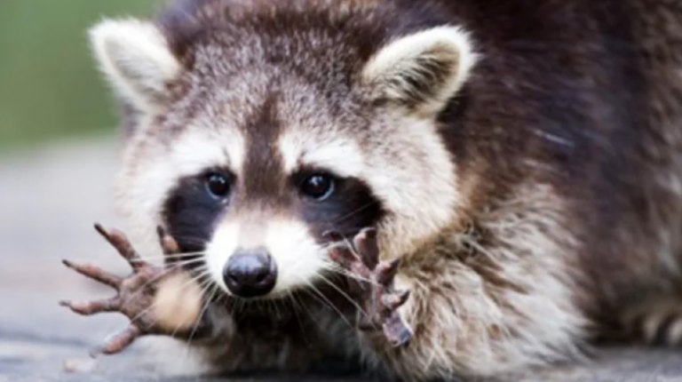 Do not approach the potentially rabid raccoon, do not approach the potentially rabid raccoon, do not approach the potentially rabid raccoon